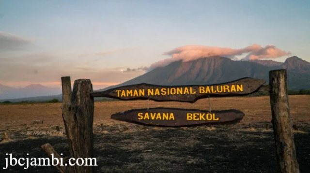 Taman Nasional Baluran: Surga Savana dan Satwa Liar