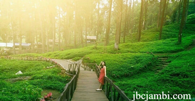 Hutan Pinus Limpakuwus: Wisata Alam di Banyumas